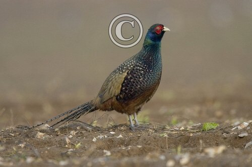 Cock Pheasant  9